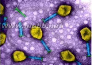 m13噬菌体 M13噬菌体 M13噬菌体-概述，M13噬菌体-生物学