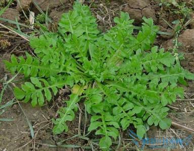 荠菜简介 荠菜 荠菜-基简介，荠菜-基本特征