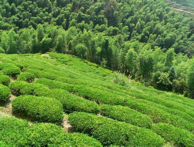 龙岩云顶茶园度假村 云顶茶园 云顶茶园-景点简介，云顶茶园-自然景观