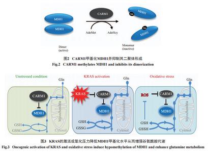 谷氨酰胺合成酶 谷氨酰胺合成酶 谷氨酰胺合成酶-介绍，谷氨酰胺合成酶-分类