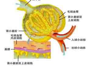 慢性肾脏病流行病学 肾性氨基酸尿 肾性氨基酸尿-基本概述，肾性氨基酸尿-流行病学