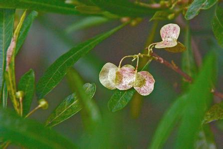 我被爱豆不可描述了 密花豆属 密花豆属-属名，密花豆属-描述