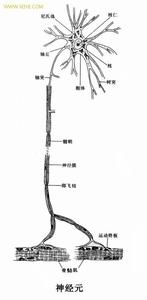 神经元模型 神经元模型 神经元模型-资料，神经元模型-相关资料