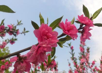 植物形态学 碧桃花 碧桃花-植物形态，碧桃花-基本内容