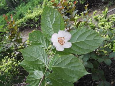 形态特征 夏腊梅 夏腊梅-形态特征，夏腊梅-分布情况