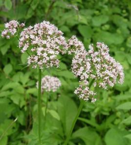 沙芥 沙芥属 沙芥属-基本资料，沙芥属-描述