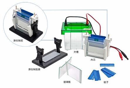 伯乐垂直电泳槽 垂直电泳槽