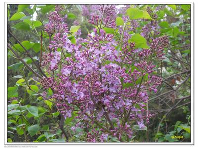 草本植物形态特征 丁香花[植物] 丁香花[植物]-形态特征，丁香花[植物]-生长环境