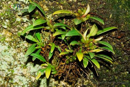 草本植物形态特征 元阳石豆兰 元阳石豆兰-植物信息，元阳石豆兰-形态特征