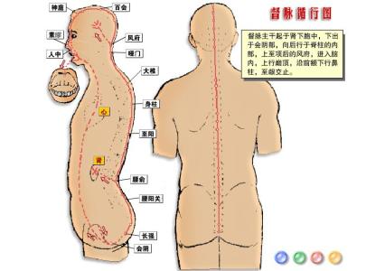 人体督脉穴位图及功能 督脉穴 督脉穴-简介，督脉穴-功能机理