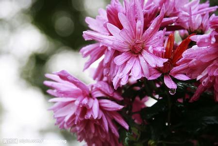 花非花雾非雾剧情介绍 《花非花》 《花非花》-资料，《花非花》-剧情