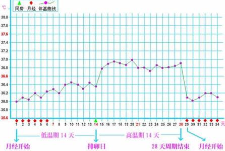 排卵后体温多少会好孕 排卵期体温变化图