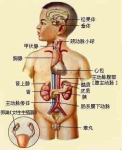 两性畸形尿道下裂 真两性畸形 真两性畸形-简介，真两性畸形-病因