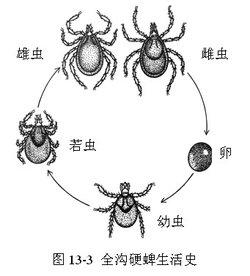 硬蜱 硬蜱 硬蜱-简介，硬蜱-形状