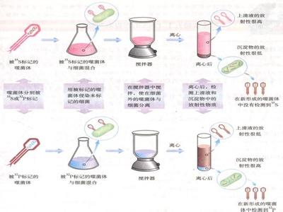 同位素示踪法 同位素示踪法 同位素示踪法-内容