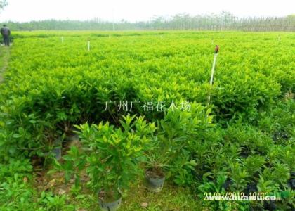 莫莉银饰品牌介绍 莫莉 莫莉-信息摘要，莫莉-详细介绍