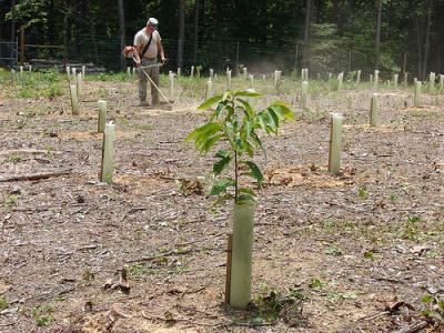 育苗穴盘播种流水线 seedling seedling-播种苗，seedling-相关条目