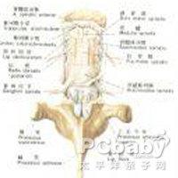 眼球震颤的临床表现 肌束震颤 肌束震颤-发病原因，肌束震颤-临床表现