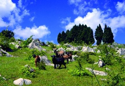 重庆千野草场景区 千野草场 千野草场-概况，千野草场-景区