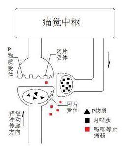 阿片受体各个作用 -阿片受体 -阿片受体-简介，-阿片受体-作用