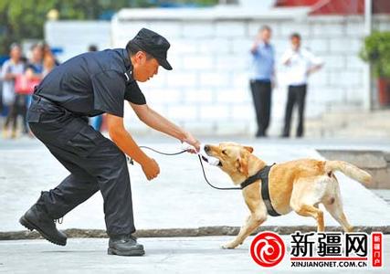 湄公河行动中的缉毒犬 缉毒犬 缉毒犬-缉毒犬，缉毒犬-缉毒犬的选择