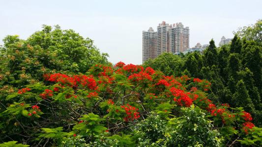 等待恰逢花开有肉章节 《凤凰花开》 《凤凰花开》-内容简介，《凤凰花开》-精彩章节