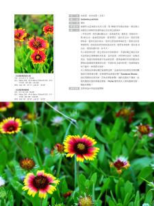 保险界王辰个人简介 花流 花流-个人简介，花流-花流界的名写手