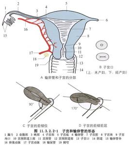 钳刮术 钳刮术 钳刮术-概述，钳刮术-[适应证]