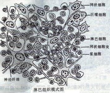 病毒的生物学特性 埃博拉病毒 埃博拉病毒-概述，埃博拉病毒-生物学特性