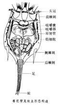 形态特征 轮虫 轮虫-简介，轮虫-形态特征