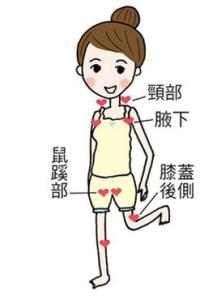 鼠蹊部位置图 鼠蹊部 鼠蹊部-位置，鼠蹊部-作用