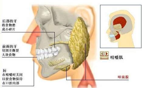 口腔唾液腺囊肿 唾液腺 唾液腺-唾液腺，唾液腺-口腔涎腺有哪些