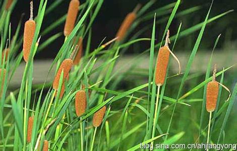 香蒲属 香蒲属 香蒲属-属名，香蒲属-简介