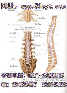 马尾神经损伤治疗 马尾神经 马尾神经-马尾神经损伤与治疗