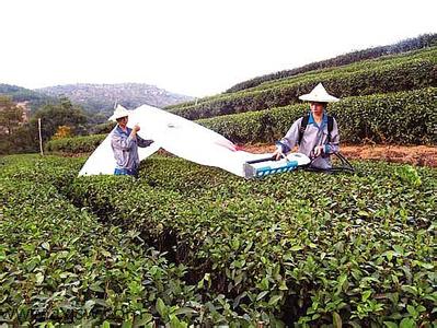 往复式切割器 采茶机 采茶机-采茶机，采茶机-往复切割式采茶机