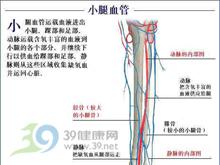 深静脉血栓分类 血栓性静脉炎 血栓性静脉炎-概述，血栓性静脉炎-静脉分类