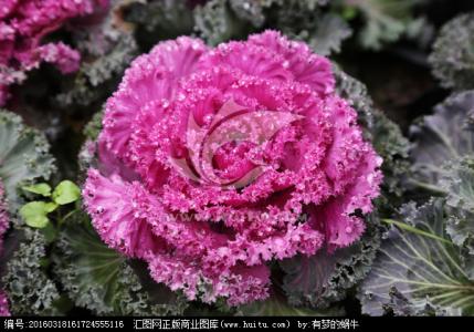 羽衣甘蓝 羽衣甘蓝 羽衣甘蓝-植物简介，羽衣甘蓝-植物性状