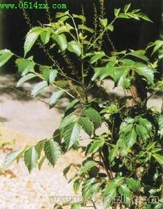 草本植物形态特征 鸦胆子 鸦胆子-形态特征，鸦胆子-植物形态