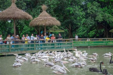 鳄鱼公园游戏机 游鳄鱼公园