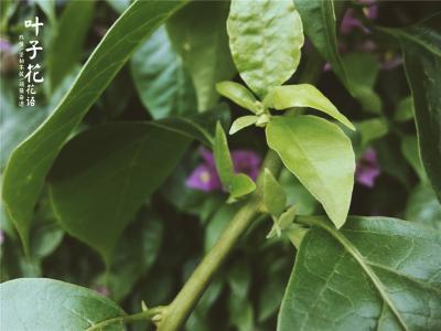 叶子隆个人资料简介 叶子花 叶子花-简介，叶子花-分布区域