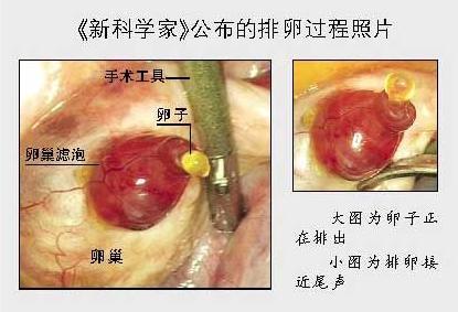 请概述祥子绰号的来历 排卵 排卵-来历，排卵-概述