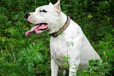 杜高犬简介 杜高 杜高-基本介绍，杜高-简介