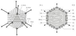 幂律分布研究简史 腺病毒 腺病毒-研究简史，腺病毒-构成