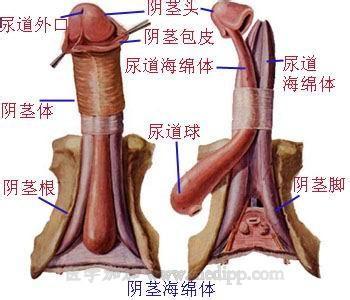 男性生殖器疱疹 男性生殖器 男性生殖器-简介，男性生殖器-组成部分