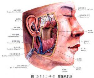 腮腺炎的特征 腮腺 腮腺-功能特征，腮腺-相关结构