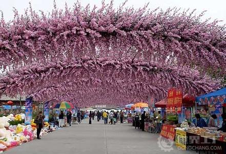 南汇桃花节 南汇桃花节攻略