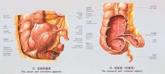 结构特征 盲肠 盲肠-结构，盲肠-主要特征