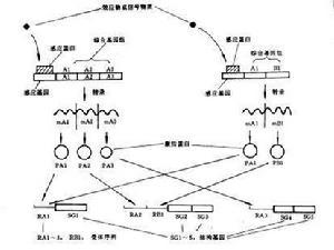 原核生物 原核生物-概述，原核生物-习性和特征