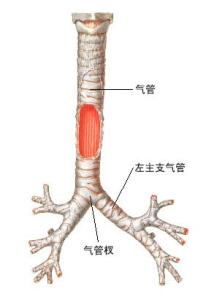 右主支气管的特点是 气管 气管-结构，气管-特点