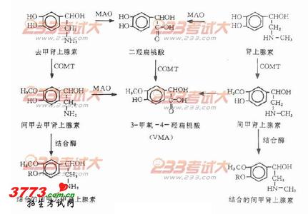 儿茶酚胺代谢 儿茶酚胺 儿茶酚胺-简介，儿茶酚胺-水平变化儿茶酚胺的代谢